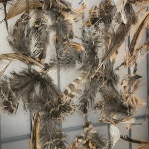 May include: An assortment of feathers in various shades of brown, gray, and white. The feathers are of different sizes and textures, some with intricate patterns. The image is a close-up, showcasing the details of each feather.