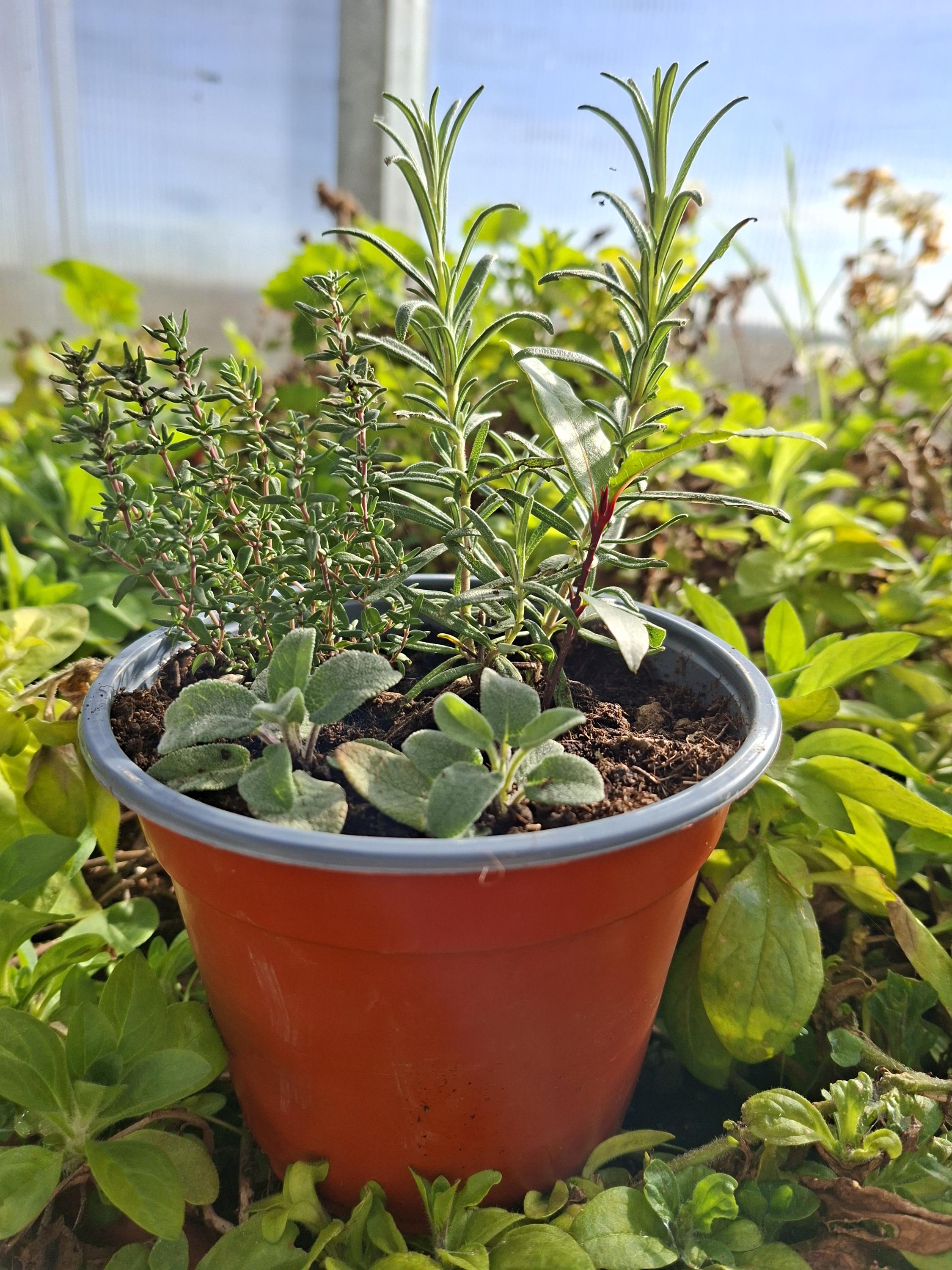 Aiuola Rialzata Zincata Fioriera In Metallo Da 203 X 102 X 48 Cm Kit Per Aiuola Rialzata In Acciaio Grigio Fioriere Da Esterno Per Coltivare Verdure Fiori Frutta Erbe Aromatiche Piante P 010738307328
