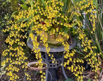 Dancing Lady Orchid Live Plant (Oncidium) – Small 6-12” & Medium 13-18” | Healthy Rooted Divisions in Custom Chunk Mix - will grow fast!