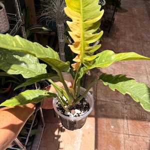 Rare Philodendron 'Golden Girl' (Ring of Fire Hybrid) — Exact Plant Pictured #0220 6”pot  XL Plant