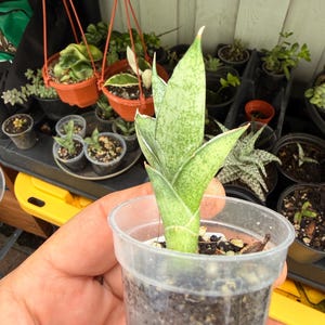 Live Table Mountain Sansevieria Pups | Reptile Safe Vivarium Plant | Bioactive Terrarium Decor | Compact Sturdy Snake Plant Offset 2” pots