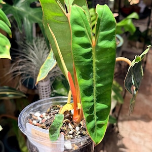 Philodendron Billietiae | Vibrant Orange Petioles | 6" Clear Pot | Exact Plant Variations Available Plant #0224 or #0225