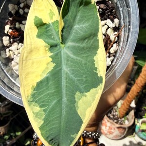 May include: A variegated Alocasia plant leaf featuring a heart-shaped blade with a distinct pattern of deep forest green and creamy yellow sections. The leaf is positioned within a clear plastic pot containing soil and white perlite drainage.