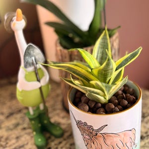 succulent plants pots 12 Inch Succulent Pots Long Rectangle Succulent Planter Pots with Dra   artketty
