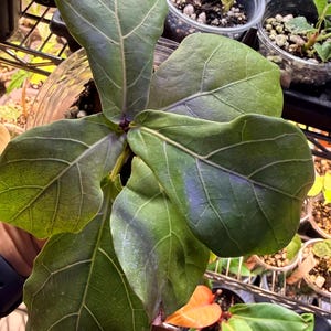 Starter Fiddle Leaf Fig (*Ficus lyrata*) – Healthy Rooted Plant in 3.5” Clear Pot