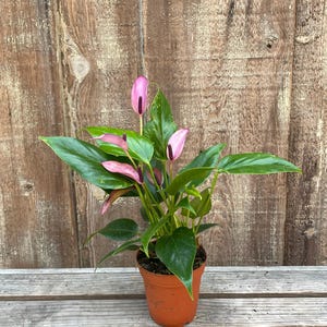 Zizou Anthurium