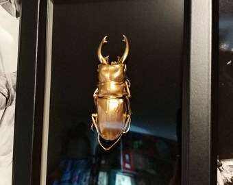 Steampunk Gold Bronze Stag Beetle Wall Art Hanging Insect Bug Ornament Decor