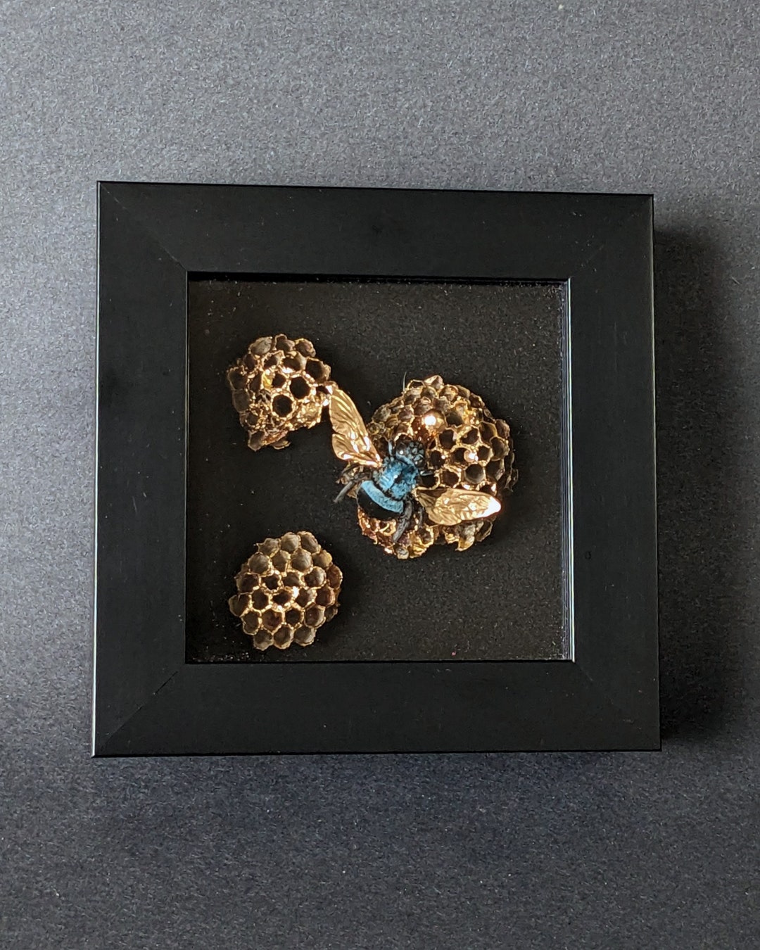 Real Blue Carpenter Bee (Xylocopa Caerulea) In Deep Shadow Box Frame - Insect Taxidermy Display
