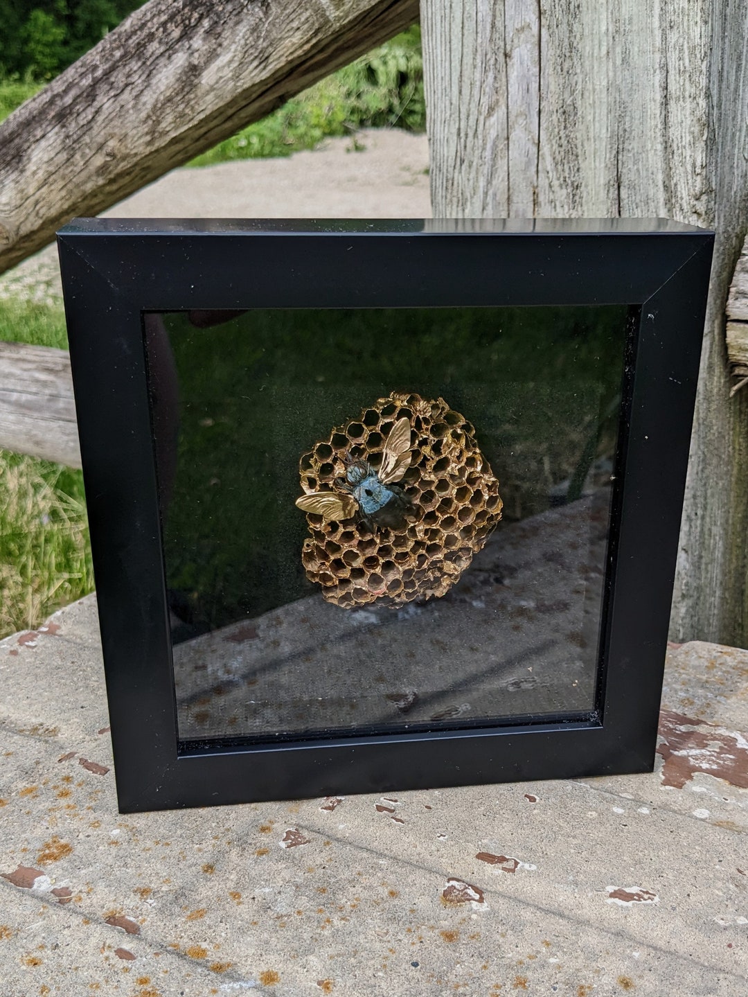 6x6 Shadow Box Blue Carpenter Bee xylocopa Caerulea - Etsy