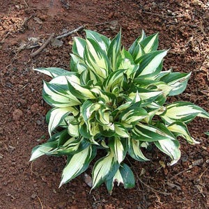 Può includere: Primo piano di una pianta di hosta con foglie variegate verdi e bianche. La pianta è circondata da terra marrone e piccoli ramoscelli. Le foglie hanno una forma appuntita e una superficie strutturata.