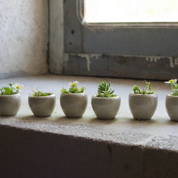 Vintage French Escargot Dishes // Set of 6 Miniatures /Rustic Sandstone // Garden Planter // Mini Plant // French Country // Beige Container