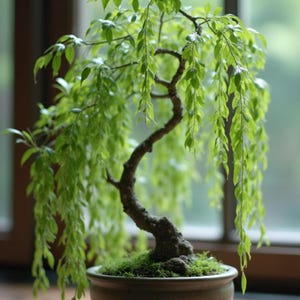 Bonsai Grüne Trauerweide Baum Steckling - Dicker Stamm Zwerg Bonsai Starter Pflanze