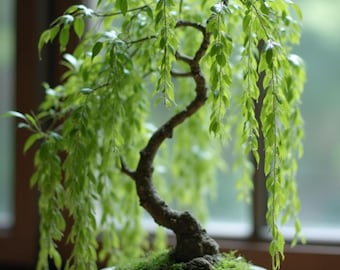 Bonsai Green Weeping Willow Tree Cutting – Thick Trunk Dwarf Bonsai Starter Plant