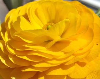 Ranunculus Bulbs Persian Buttercup Mixed Peony Style Garden Flower Corms