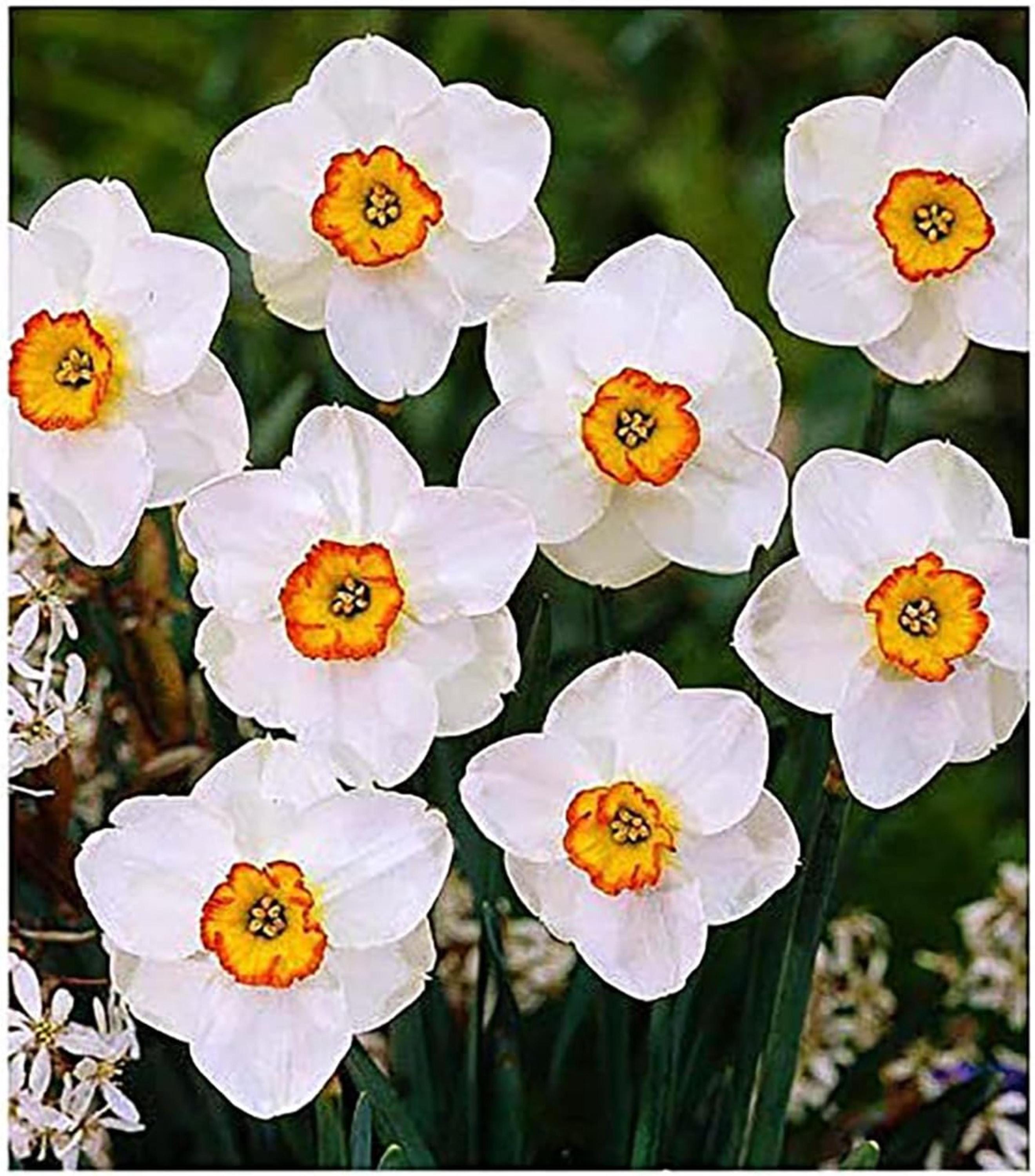 Merlin Narcissus Daffodil Bulbs – 5 Top Size Spring Flower Bulbs for ...