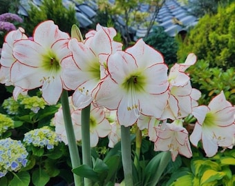 Amaryllis Picotee Bulb 28–30cm – Easy Grow Holiday Flower Bulb Gift