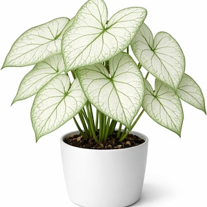 Könnte beinhalten: Eine Topf-Caladium-Pflanze mit großen, herzförmigen Blättern. Die Blätter sind überwiegend weiß mit grünen Adern und Rändern. Die Pflanze steht in einem schlichten, weißen Keramiktopf, der das auffällige Laub zeigt.