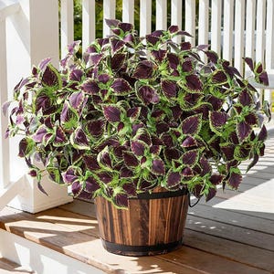 Piante di Coleus artificiali, 5 pezzi – Decorazione per esterni resistente ai raggi UV