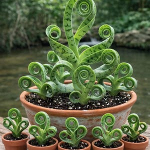 Rare Mixed Mini Succulent Seeds – 200 Seeds for Bonsai & Ornamental Garden Plants