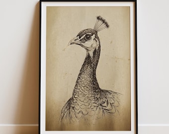 Ilustración de pavo real vintage, arte rústico campestre, decoración vintage cottagecore, arte mural antiguo de granja, retrato de pava real