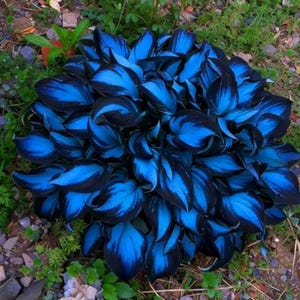 May include: A vibrant, close-up view of a hosta plant with striking blue and black leaves. The leaves have a unique pattern, with the blue color dominating the center and the black outlining the edges. The plant is surrounded by green foliage.