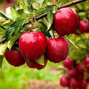 May include: Close-up of a branch laden with ripe, red apples. The apples are glistening with water droplets, contrasting with the green leaves. The image captures the freshness of the fruit, showcasing a natural harvest scene.