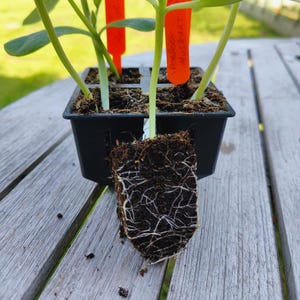 Professionelle Anzuchtschale für den Gemüsegarten – robuste Anzuchtschale für Voraussaat und Keimtests – verschiedene Größen