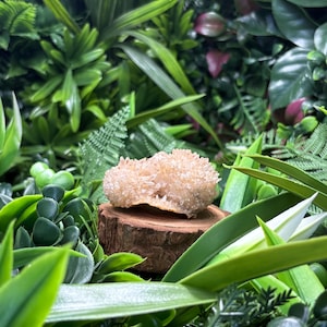 Puede incluir: Un hongo beige claro y texturizado se encuentra sobre una pequeña base redonda de madera. El hongo está rodeado de una variedad de plantas y follaje verdes, creando una estética natural y terrosa. El fondo es una densa pared de vegetación.