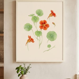Könnte beinhalten: Ein gerahmter botanischer Druck mit orangefarbenen Kapuzinerkresseblüten und grünen, runden Blättern. Das Kunstwerk hat einen cremefarbenen Hintergrund und ist in einem weißen Rahmen. Das Bild erinnert an Natur und botanische Kunst.