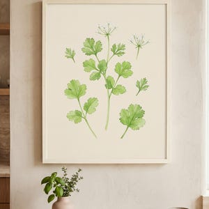 Könnte beinhalten: Ein gerahmter Aquarelldruck von Koriander, der detaillierte grüne Blätter und zarte weiße Blüten zeigt. Das Kunstwerk ist vor einem cremefarbenen Hintergrund in einem hellen Holzrahmen angeordnet. Das Bild erinnert an ein botanisches Thema, passend für Küchen- oder Esszimmerdekoration.