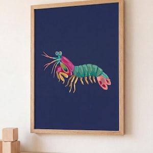 Könnte beinhalten: Ein gerahmter Kunstdruck mit einer farbenfrohen Illustration einer Fangschreckenkrebs. Das Kunstwerk zeigt den Krebs in Rosa-, Grün-, Gelb- und Rottönen vor einem tiefblauen Hintergrund. Der Rahmen besteht aus hellem Holz.