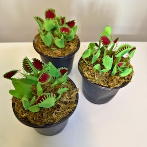 May include: Three Venus flytrap plants in black plastic pots. Each plant features bright green leaves with serrated edges and deep red interiors. The soil surface in each pot is covered with a layer of brown, textured sphagnum moss.