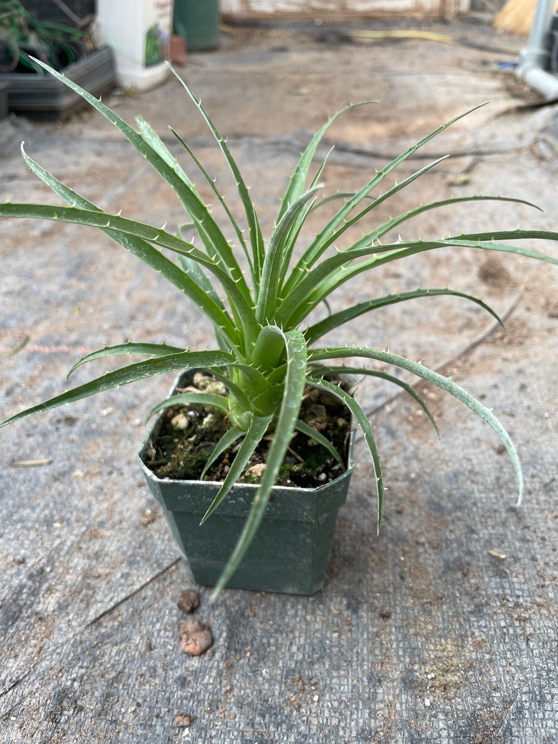 Puya alpestris plant Rare Bromeliad Etsy
