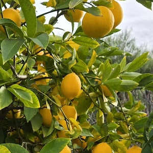 Puede incluir: Primer plano de un limonero cargado de limones amarillos maduros. Los limones son redondos y vibrantes, contrastando con las hojas verdes. La imagen captura la frescura y abundancia de una cosecha de cítricos.