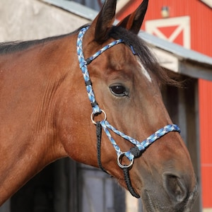 May include: A brown horse wearing a blue and white rope halter. The halter has silver metal rings and a black rope lead. The horse is in front of a red barn.
