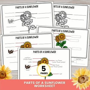 Pode incluir: Um conjunto de cinco fichas educativas intituladas Parts of a Sunflower, com desenhos a traço a preto e branco e ilustrações a cores de girassóis com diagramas legendados que apontam para o capítulo, pólen, sementes, caule e folhas.