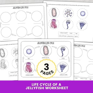 May include: A three-page educational worksheet set titled JELLYFISH LIFE CYCLE. The pages feature diagrams with circular spaces for illustrations of the egg, planula larvae, polyp, polyp with buds, ephyra, and adult medusa stages of a jellyfish.