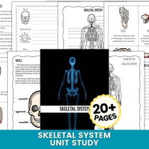 Könnte beinhalten: Eine Sammlung von Arbeitsblättern für eine Skelettsystem-Lerneinheit. Die Seiten enthalten Lückentexte, Diagramme des Schädels, des Brustkorbs und des Fußes sowie ein Suchsel. Das Cover zeigt eine leuchtend blaue Skelettsystem-Illustration.