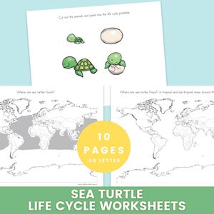 May include: Educational sea turtle life cycle worksheets. The image shows a printable with illustrations of a turtle life cycle, world maps, and the text "10 PAGES US LETTER". The bottom of the image reads "SEA TURTLE LIFE CYCLE WORKSHEETS".