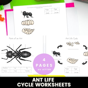 May include: Educational worksheets with illustrations of an ant's life cycle. The pages include diagrams of the ant's body parts and the stages of its life cycle. The worksheets are labeled "4 PAGES US LETTER" and "ANT LIFE CYCLE WORKSHEETS".