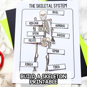 May include: A white educational worksheet titled THE SKELETAL SYSTEM featuring a central illustration of a human skeleton with cut-out labels pointing to the skull, rib cage, spine, pelvis, humerus, radius, femur, fibula, and tibia bones.