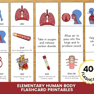 May include: Educational flashcards for the elementary human body, featuring illustrations of the respiratory system, lungs, larynx, artery, circulatory system, heart, blood, and spinal cord. The text "40+ Flashcards" is also visible.