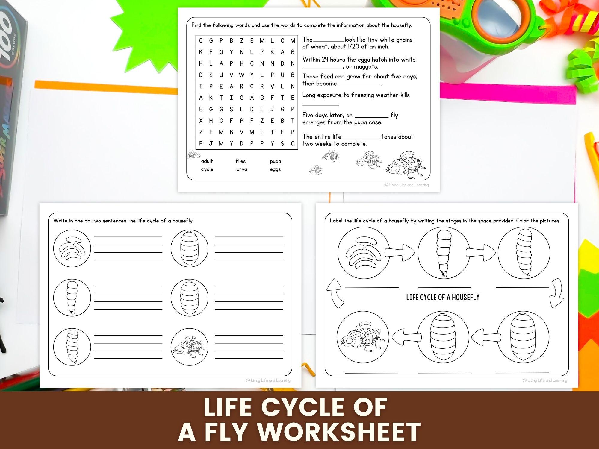 Life Cycle of a Fly Worksheet, Housefly Life Cycle Printable, Science ...