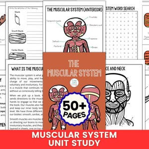 Muskelsystemenhetsstudier, Människokroppsarbetsblad för barn, Anatomi utskrivbart paket, Hemundervisningsaktiviteter i naturvetenskap