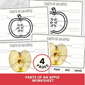 Teile eines Apfel Arbeitsblattes, Apfel Anatomie, Apfel Beschriftung, Diagramm Arbeitsblatt, Frucht Anatomie, Homeschool Science PDF