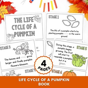 Puede incluir: Un folleto educativo de cuatro páginas titulado The Life Cycle of a Pumpkin. Las páginas presentan ilustraciones en blanco y negro de semillas, enredaderas, flores y calabazas, con texto descriptivo para cada etapa de crecimiento.