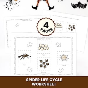 Puede incluir: Un conjunto de cuatro hojas de trabajo educativas titulado Spider Life Cycle, con ilustraciones en blanco y negro de huevos de araña, arañas pequeñas, un saco de huevos y una araña adulta, con flechas y secciones para recortar.
