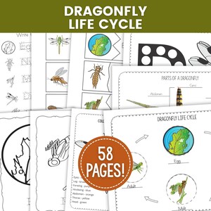 Puede incluir: Colección de imprimibles educativos titulada "Ciclo de vida de la libélula". Las páginas presentan ilustraciones de libélulas y sus etapas de vida, con el texto "58 PÁGINAS!" en una insignia circular.