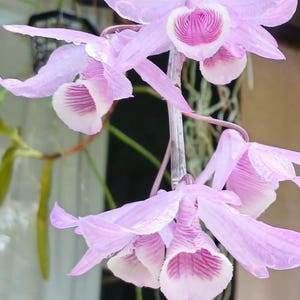 May include: A close-up of a cluster of pale purple orchids with white and deep pink centres. The delicate petals have a slightly ruffled appearance, and water droplets cling to the flowers. The orchids are in full bloom, showcasing their intricate details.