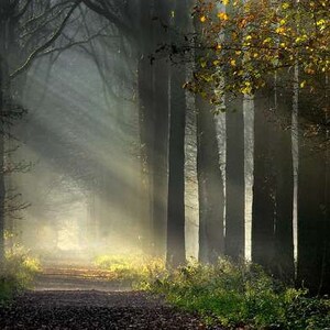 May include: A misty forest path with tall trees lining the sides. Sunlight streams through the trees, creating a bright, ethereal glow.